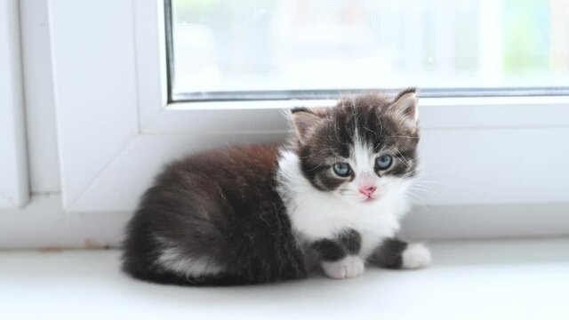little cute fluffy kitten cat playing at home on the window. High quality 4k footage