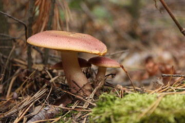 mushroom in the forest