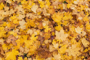 Texture image of autumn leaves