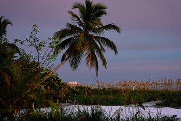Palm and sun set.