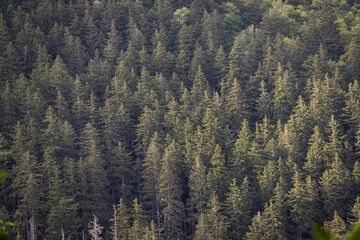 Pine Tree Covered Mountainside in the Great Smoky Mountains National Park in North Carolina