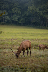 Naklejka na ściany i meble Elk Grazing on a Foggy Morning in Cataloochee Valley in the Great Smoky Mountains National Park in North Carolina