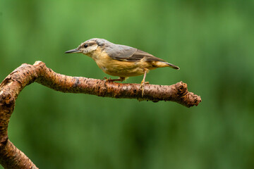 Nuthatch on a branch