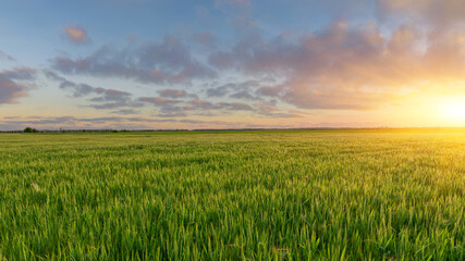 Green field of winter wheat, blue sky and sunset