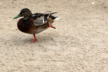 Duck standing on one leg, invalid, disabled duck, duck with leg injury
