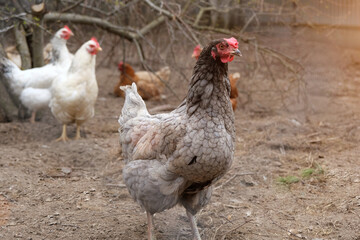 Gray, variegated chicken close-up on the street. In the background are white and red hens. Horizontal photo.