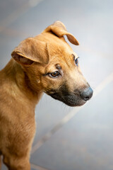 Close up of a little brown puppy