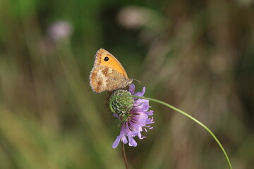 Butterfly on purple flower.