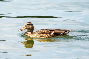 A young mallard duck swims in the lake.....