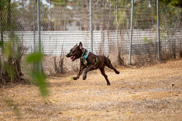Happy dog running in backyard