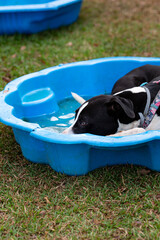 Dog laying in pool