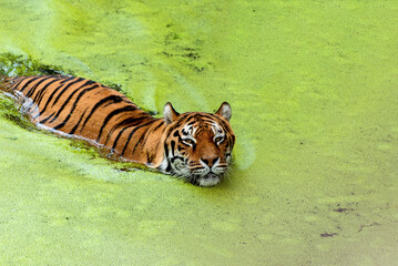 Big Tiger swimming among green lake. Symbol of 2022 Chinese new year