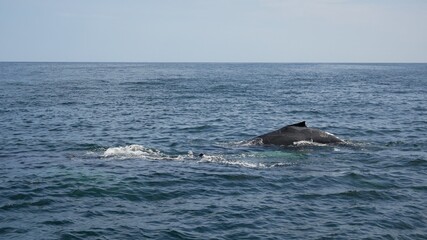 Fototapeta premium Humpback Whale and Her Calf Surfacing From the Ocean