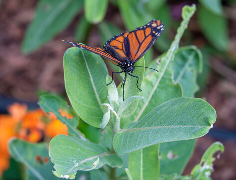 Close Up of Monarch Butterfly Resting on Leaves of Milkweed Plant