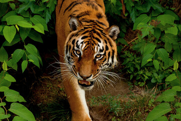 Big Tiger walking around. Symbol of 2022 Chinese new year