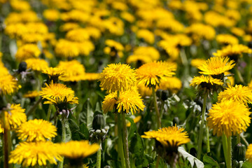 yellow dandelion flowers in the summer