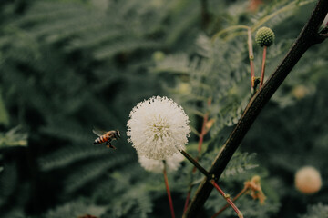 dandelion head