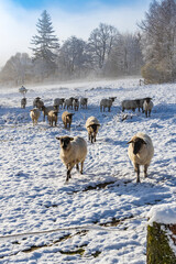 Sheep in Orlicke hory, Eastern Bohemia, Czech Republic