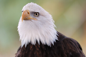 Bald Eagle Close Up