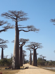 Fototapeta na wymiar Baobab trees in Madagascar