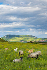 sheep in spring landscape near Dolni Dunajovice, Palava region, South Moravia, Czech Republic