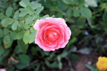 Closeup pink rose in garden plant green romantic blossom summer spring aroma roses bloom