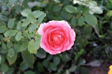 Isolated pink rose in garden beautiful blossom flowers roses nature