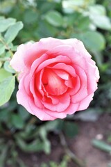 pink rose in garden beautiful blossom flowers roses nature