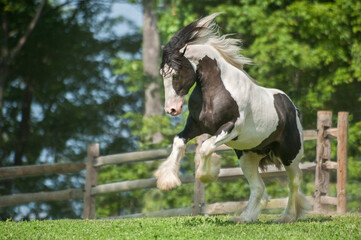 Energetic Gypsy Vanner Horse stallion running in paddock.
