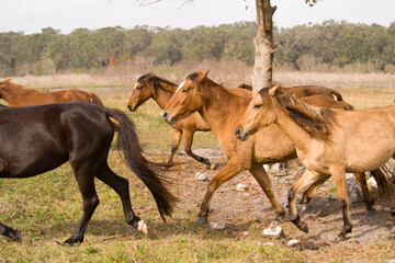 Herd of Spanish Mustang mares in open meadow.