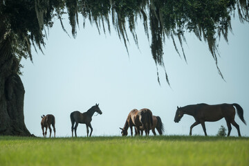 Thoroughbred horse mares and foals in lush green Ocala Florida pasture - obrazy, fototapety, plakaty