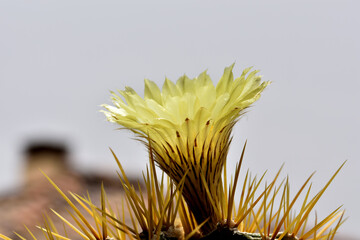 Beautiful yellow flower with delicate petals and stamens of a round cactus with sharp thorns