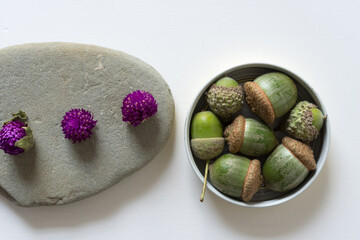 acorns and Gomphrena, Globe Amaranth with a flat stone on a light background
