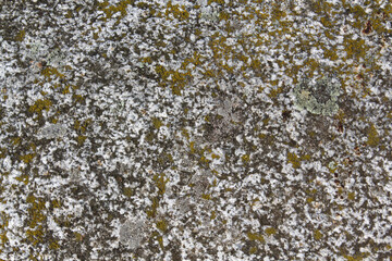lichen on the rock