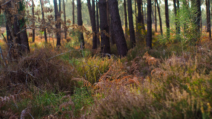 Paysage forestier dans les Landes, baigné d'une douce lumière, tandis que le soleil décline, en fin d'après-midi