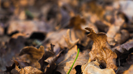 Macro d'un tas de feuilles de chêne, tombée à terre.  On peut également débusquer des champignons sous certaines d'entre elles