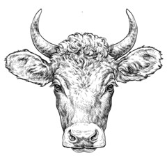 Hand drawn portrait of cute Cow. Vector illustration isolated on white