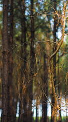 Paysage forestier dans les Landes, baigné d'une douce lumière, tandis que le soleil décline, en fin d'après-midi
