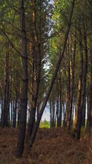 Paysage forestier dans les Landes, baigné d'une douce lumière, tandis que le soleil décline, en fin d'après-midi
