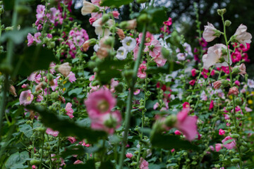 tall pink flowers in the street. flowerbed on the street in the yard. beautiful flowers mallow.