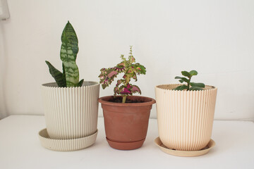 flower pots. plants in the home interior. home flowers. Kalanchoe, sansevieria.