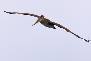 Brown pelican, seen in the wild in North California