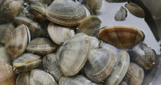 Fresh raw clam prepare for cooking