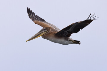 Brown pelican, seen in the wild in North California