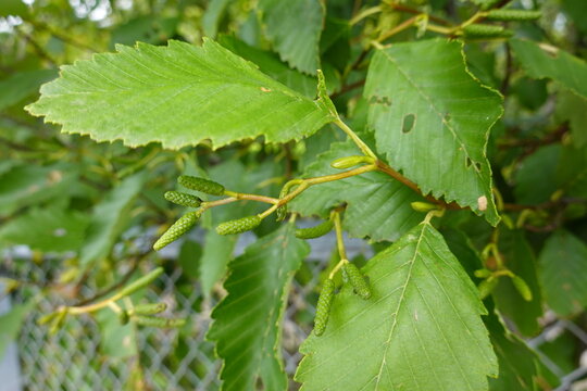 Red Alder (Alnus rubra) is the largest species of alder in North America and one of the largest in the world.
