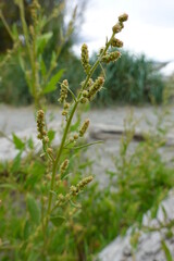 Wild Spinach (Goosefoot, Lamb's Quarters) The common names of this wonderful weed are many and varied—sometimes called wild spinach, lamb's quarters, goosefoot, pigweed, melde, bathua, or fat hen.