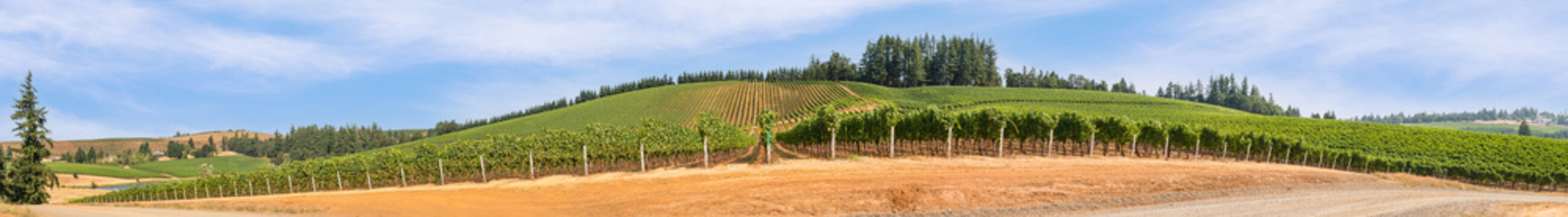 Wine Vineyards, Rows, Trellis and Sky panoramic.