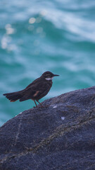 churrete bird coast chile