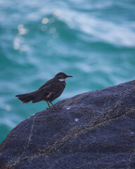 churrete bird coast chile
