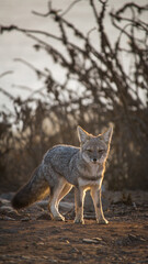 Fox Zorro chilla